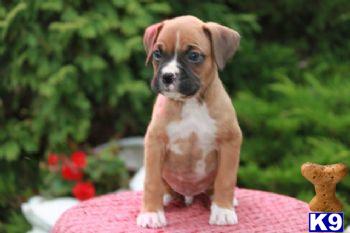 Puppies in PA